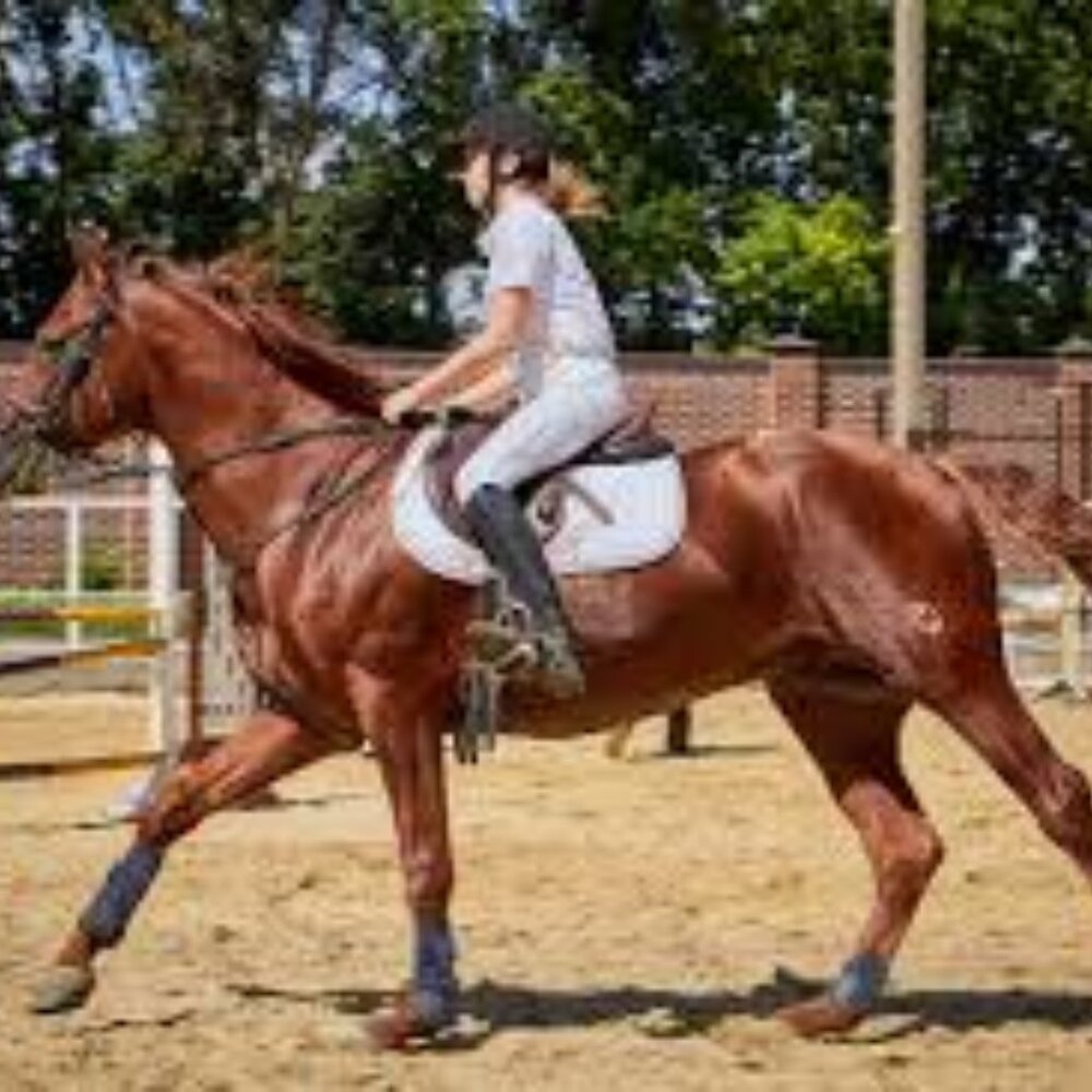 ISO LEMIEUX AND OTHER HORSE TACK